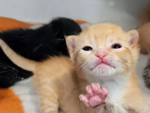 TIGGER