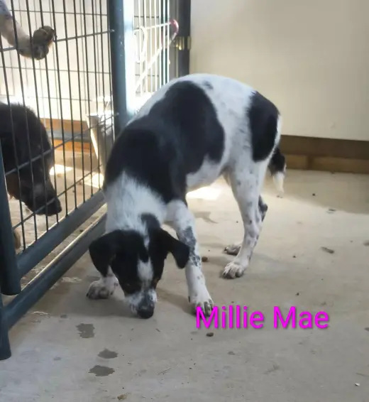 Millie Mae