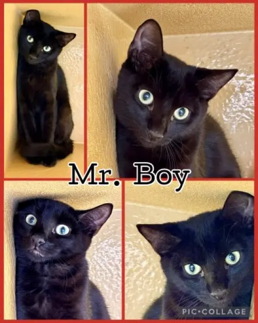 MR BOY