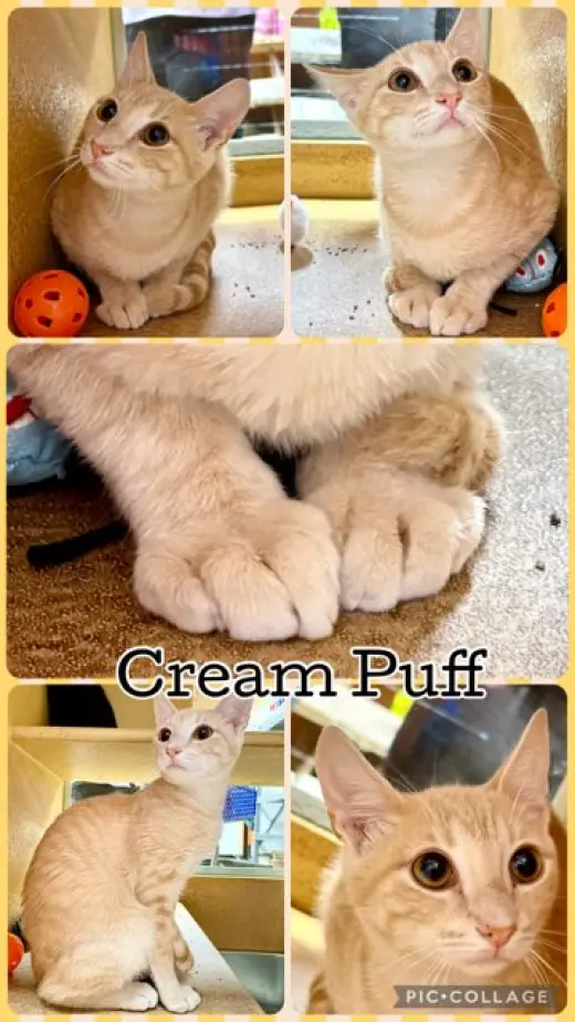 CREAM PUFF