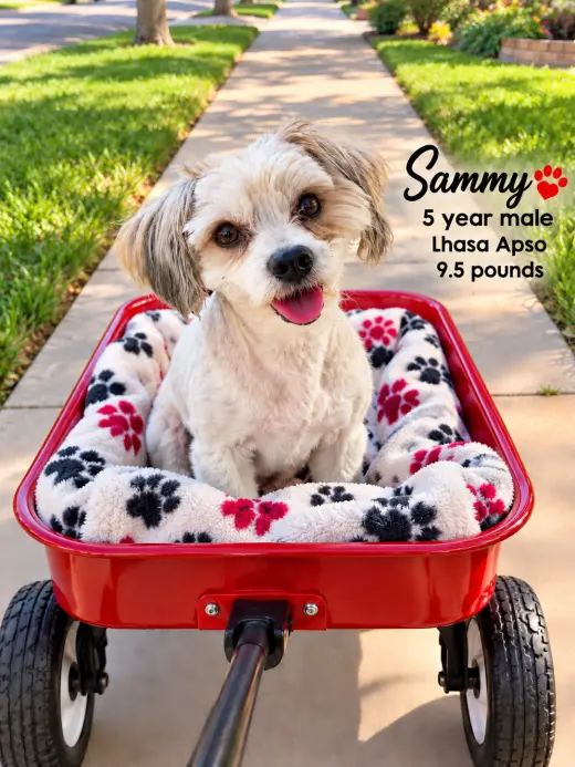 SAMMY – 5 YEAR MALE LHASA APSO 9.5 POUNDS