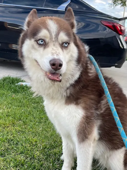 (RESCUE ONLY)