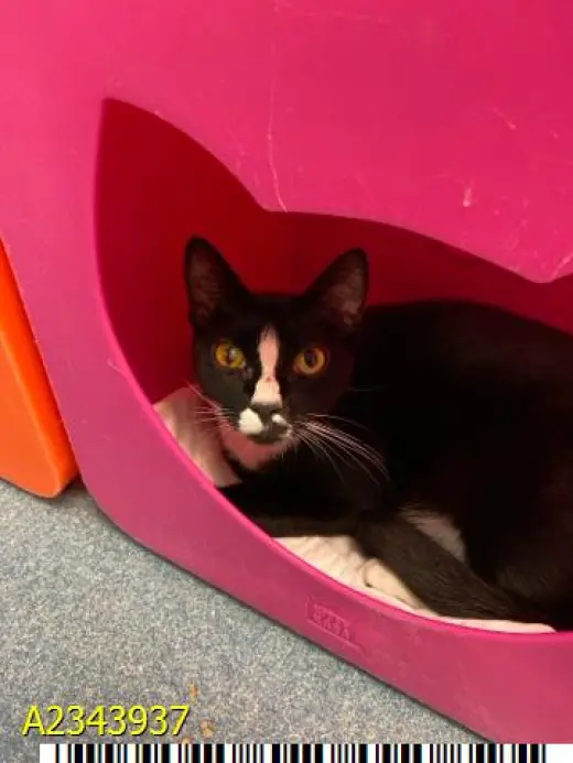 OREO