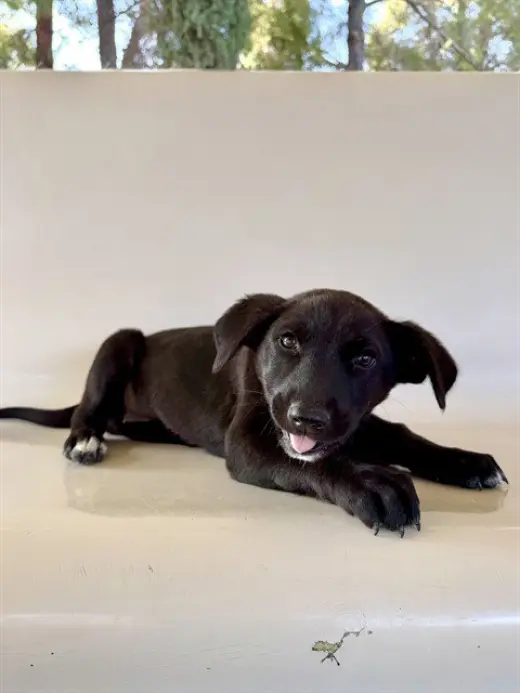 PERDITA