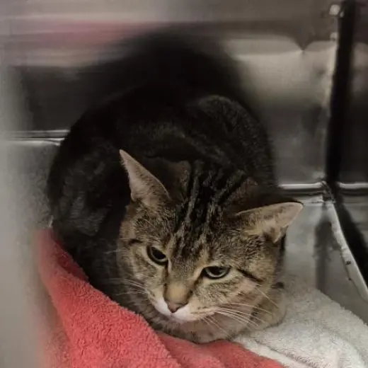 GLORIA