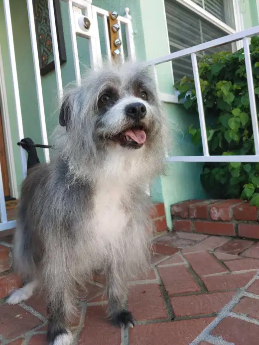 Pepper