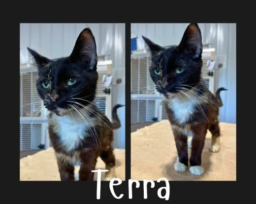 Terra