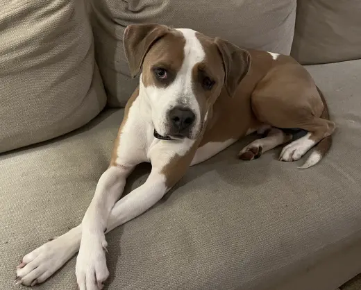 Norman Urgently needs Foster or Adopter