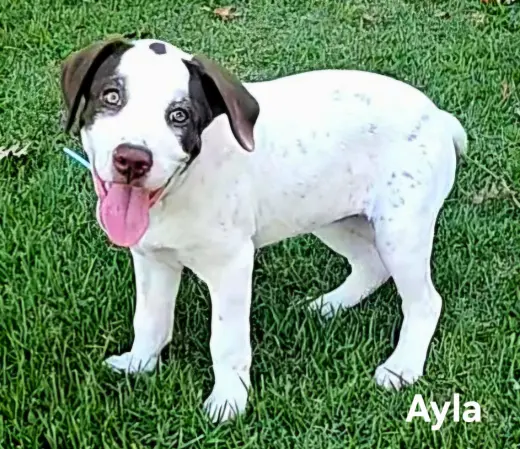 PUPPY AYLA
