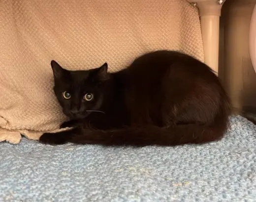 MORTICIA
