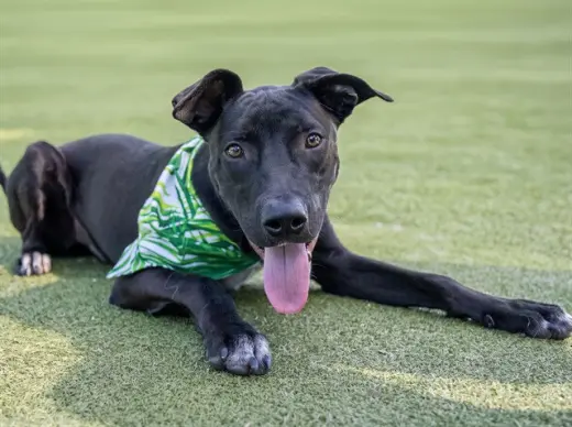 ECHO