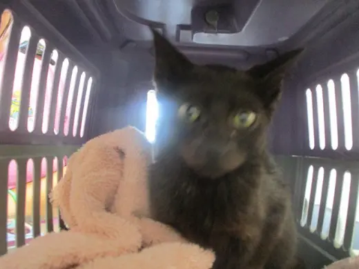 VADER