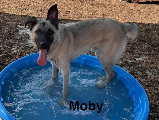 MOBBY