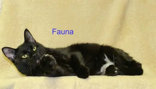 FAUNA