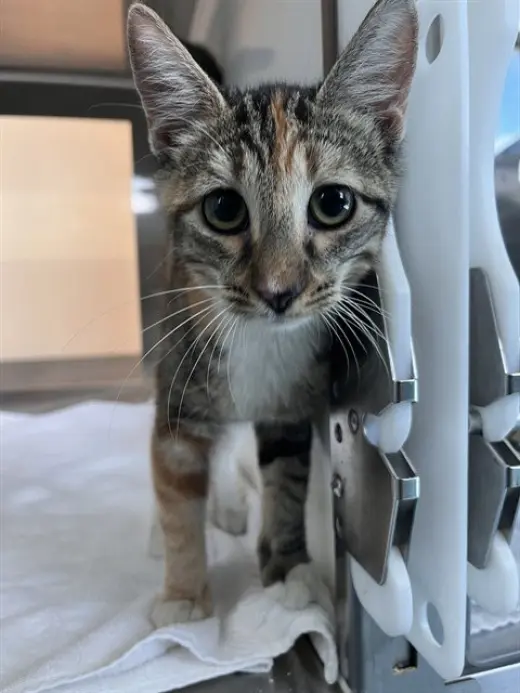DOLLY PURRTON