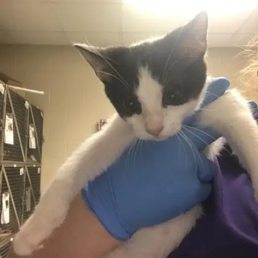 MILO