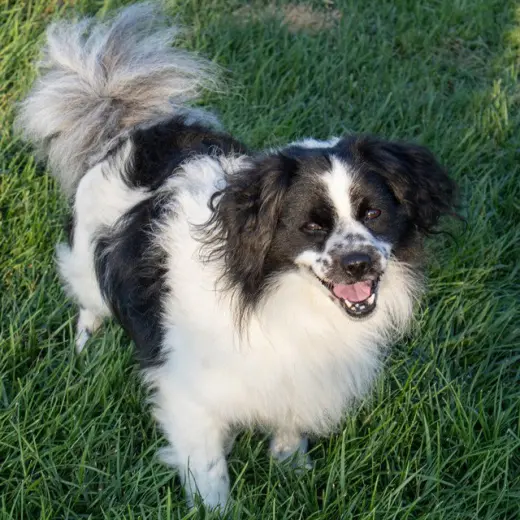 OREO