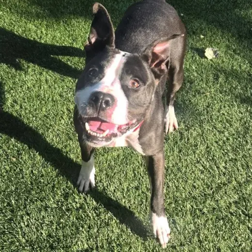 MAX