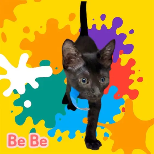 *BE BE