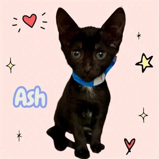 *ASH