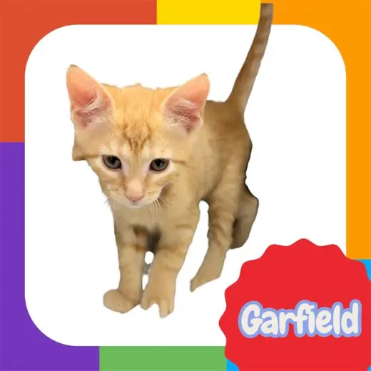 *GARFIELD
