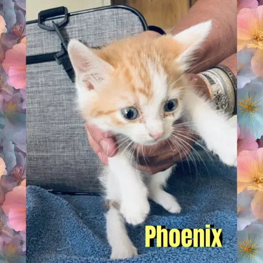 Phoenix