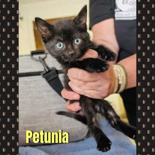 Petunia