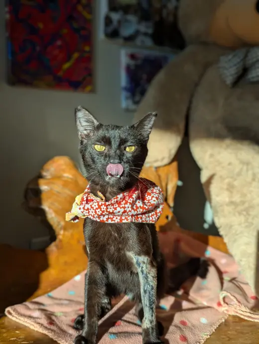 Miso (FelV pos Lap Kitty)