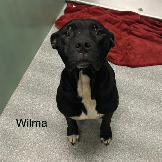 WILMA