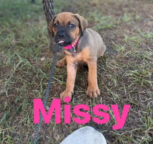 Missy