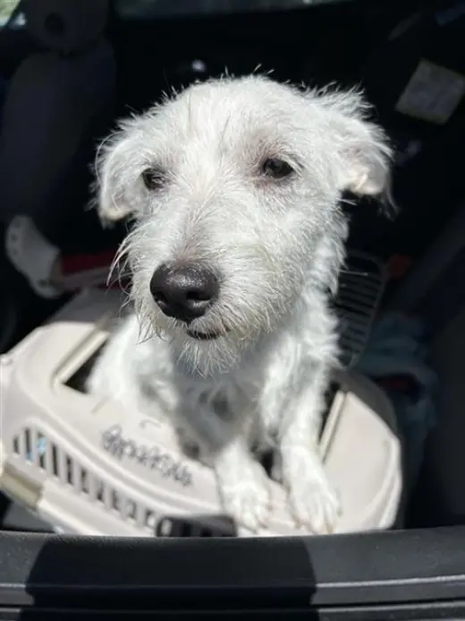 DOTTIE