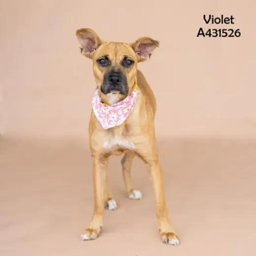 VIOLET