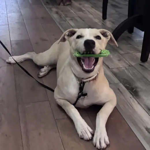 PEARL  (LOWER FEE, IN PA)
