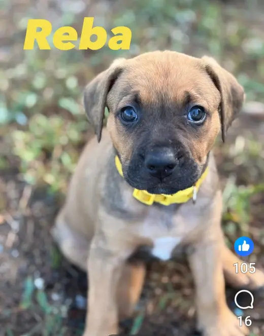 Reba