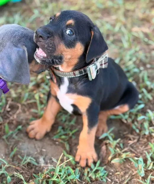 Bocephus