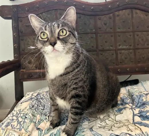 ZOE