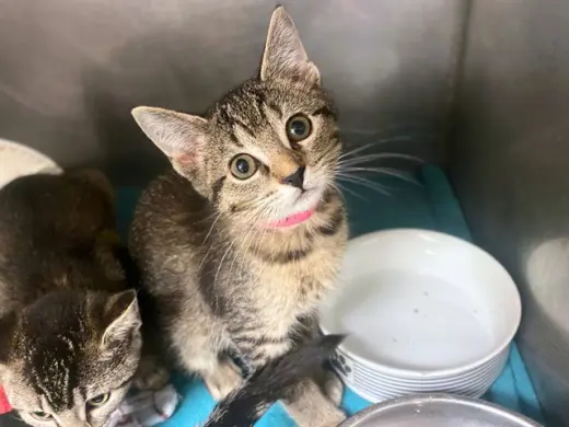 POPPI