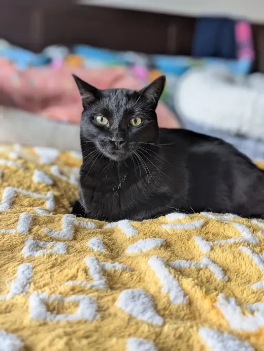 Monty (Bonded with Winkie)