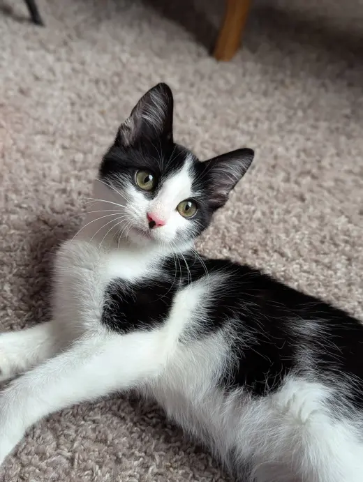 Bubbles (Shoulder kitten)