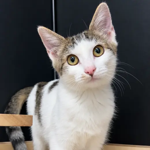 Nova