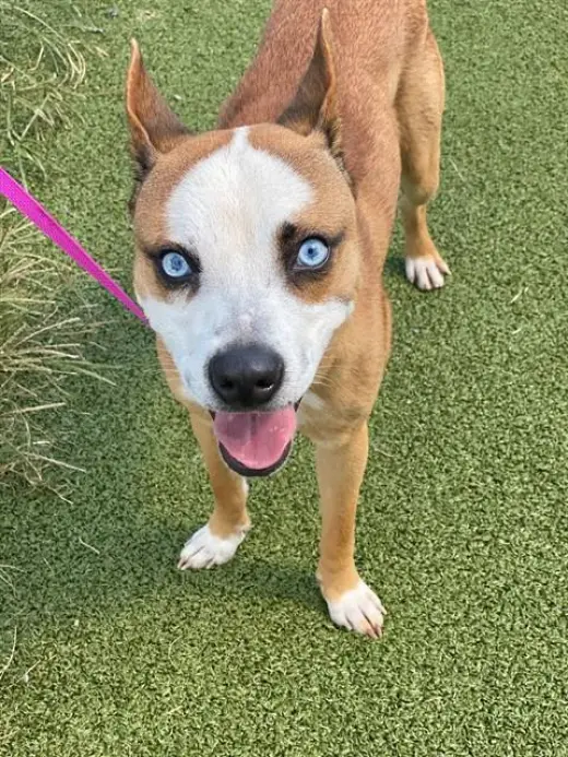 PUPPERONI