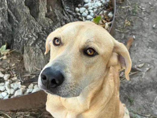 WILLOW