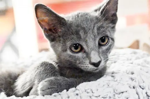 STARFRUIT