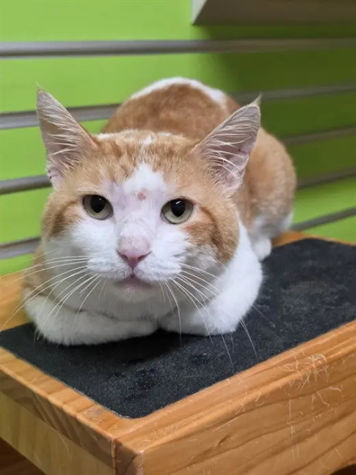 OSCAR