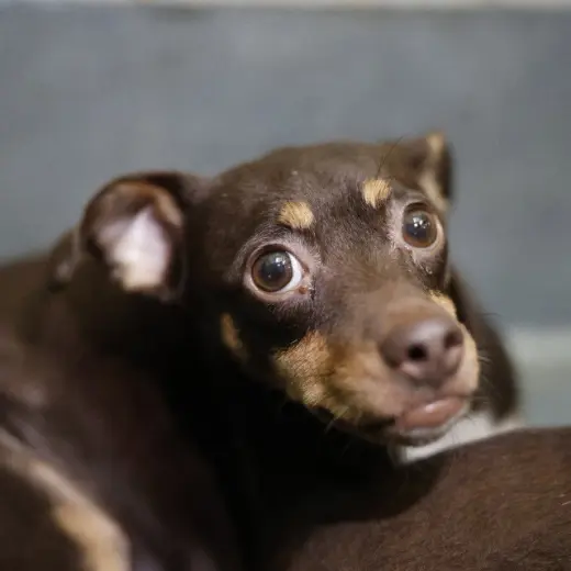 CHIQUITA