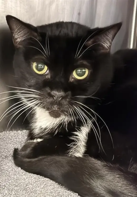 BOOTSIE