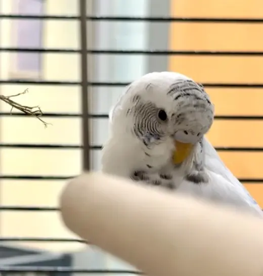 BABY