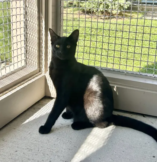 Nora