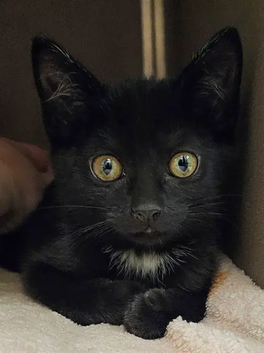 PICO