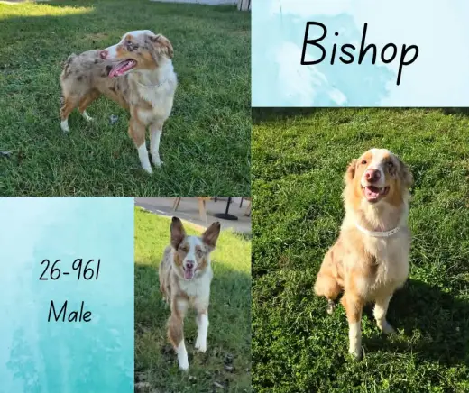 Bishop